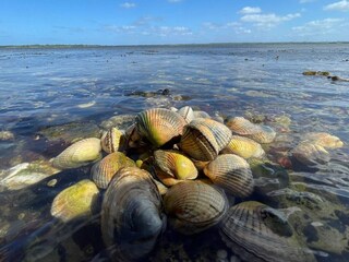 Maison de vacances Snedsted  18