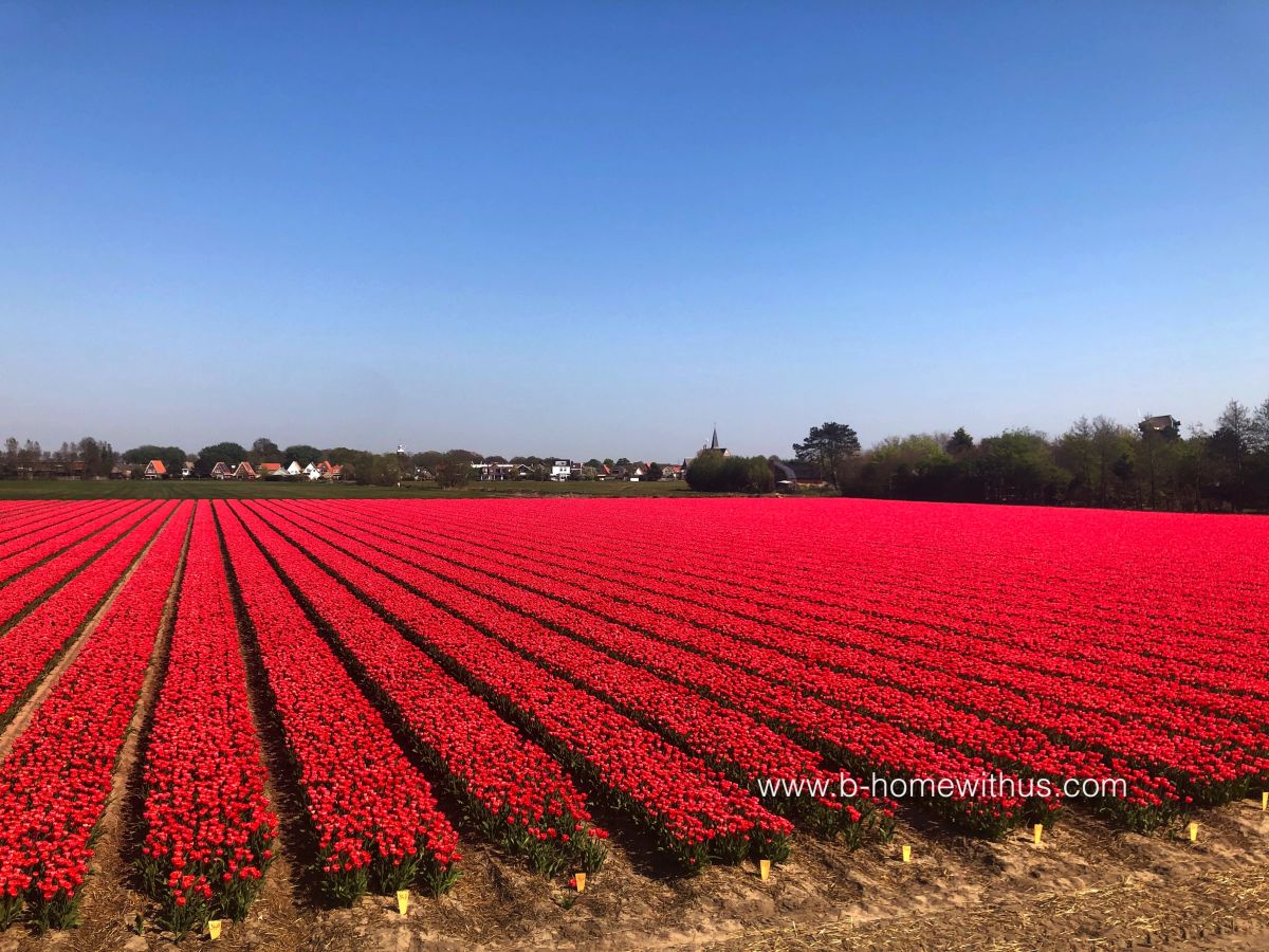 Tulpenfelder in der Umgebung