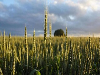 Vakantiehuis Tweede Exloërmond Omgeving 23