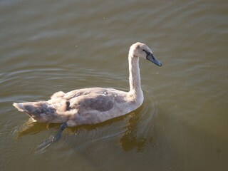 At Lake Plessow