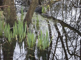 Naturschutzgebiet 'Greune Stee'    direkt vorm Haus