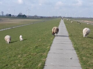 Maison de vacances Dangast Environnement 27