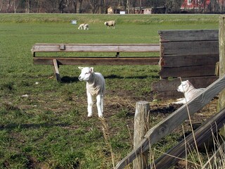 Casa per le vacanze Texel Ambiente 20