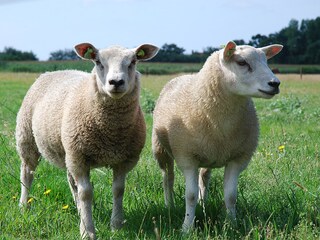 Casa per le vacanze Texel Ambiente 21