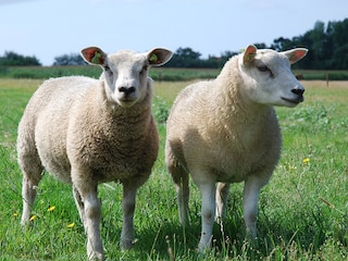 Schafe auf der Weide