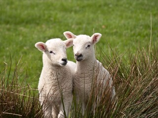 Casa per le vacanze Texel Ambiente 24