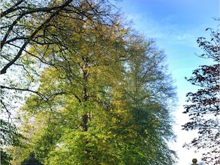 Ferienwohnung Rees Umgebung 18