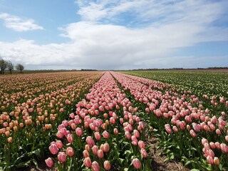 Bungalow De Cocksdorp Ambiente 21
