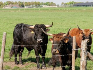 Ferienhaus Stramproy Umgebung 34