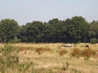 Ferienhaus Stramproy Umgebung 22