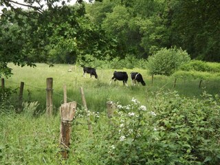 Casa de vacaciones Stramproy Entorno 34