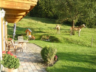 Pensionspferde auf der Sommerweide