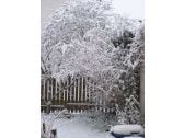 Our garden in winter