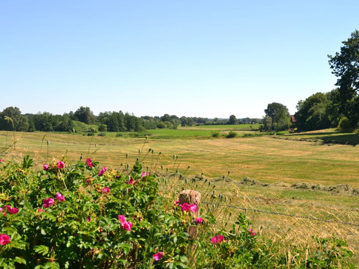 Sommerwiese mit einzigartigen Ausblick in die Natur