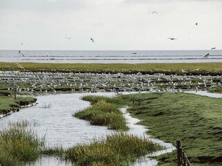 Das Wattenmeer