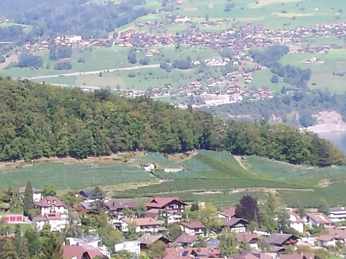 Aussicht auf den Rebberg