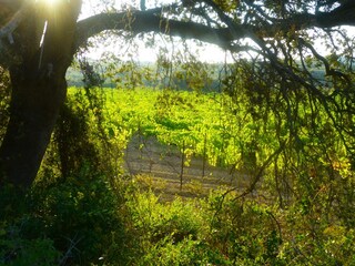 Casa per le vacanze Saint-Pierre-la-Mer Ambiente 38
