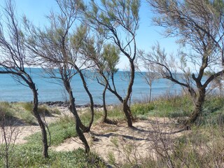 Casa per le vacanze Saint-Pierre-la-Mer Ambiente 31