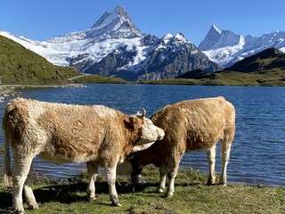 Beim Bachalpsee