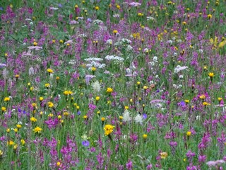 Alpenblumen