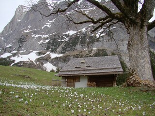 Bergfrühling