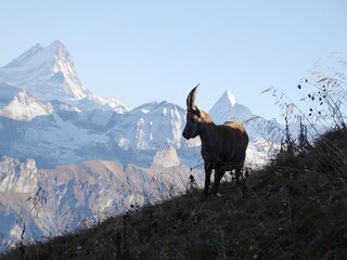 Steinbock beim  "Hausberg" Augstmatthorn