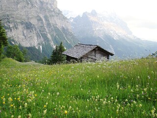 Bergfrühling ob Grindelwald