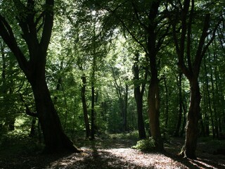 Verwunschener Urwald bei Prerow