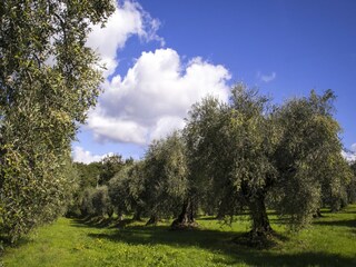 Casa de vacaciones Castagneto Carducci Grabación al aire libre 14
