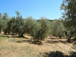 Ferienhaus Castagneto Carducci Umgebung 37