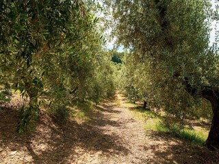 Holiday house Castagneto Carducci Environment 37