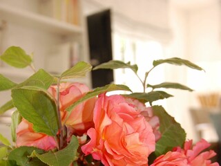 Ferienhaus Wyk auf Föhr  12