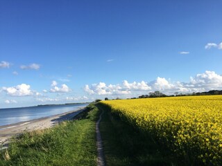 Die Ostsee während der Rapsblüte erleben
