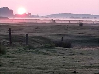 Weiden hinter dem Haus