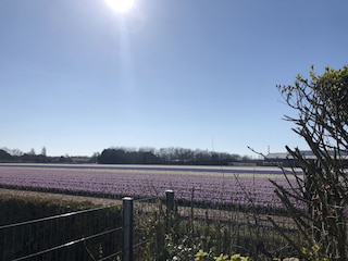 Ausblick vom Garten (eingezäunt)