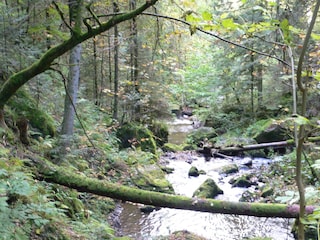 Wanderung durch die Wutachschlucht