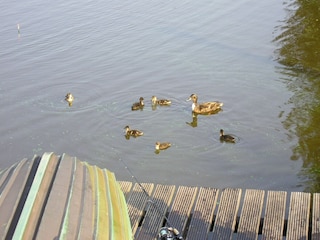 unsere Enten am Steg (bitte nicht füttern)