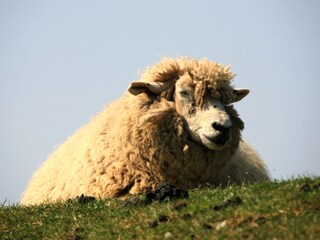 Sheep on the dike