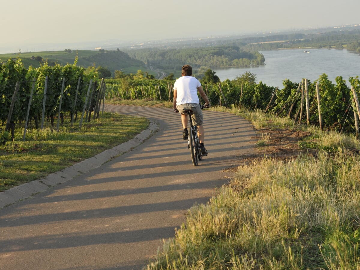 Fahrrad oder Ebike Tour durch die Weinberge