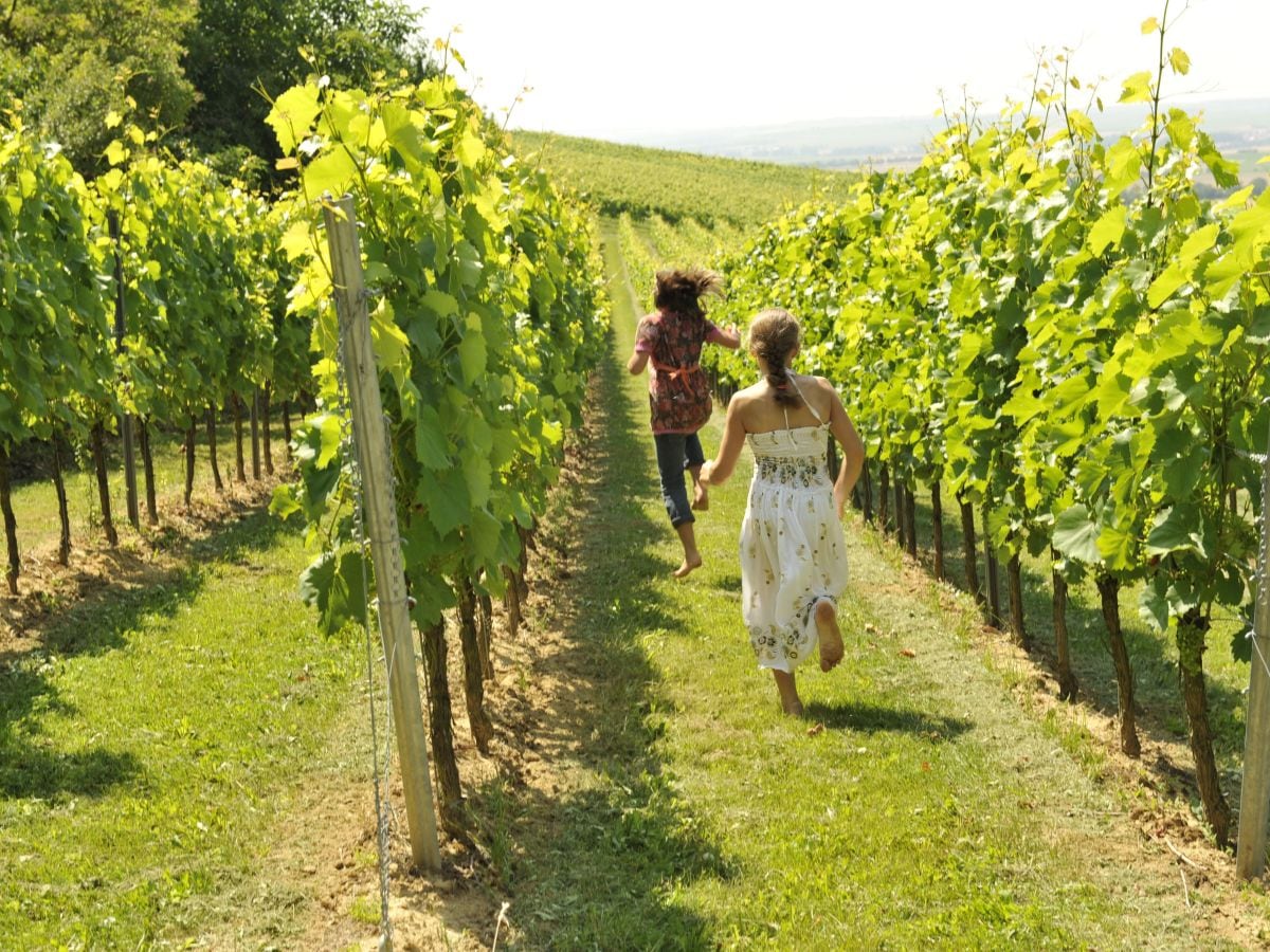 Weinberge im Sommer