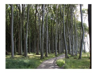 der Gespensterwald