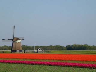 Tulpenfelder