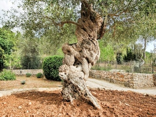 Type de propriété : Chalet Alaró  40