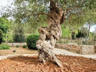 Vakantiehuisje Alaró  40