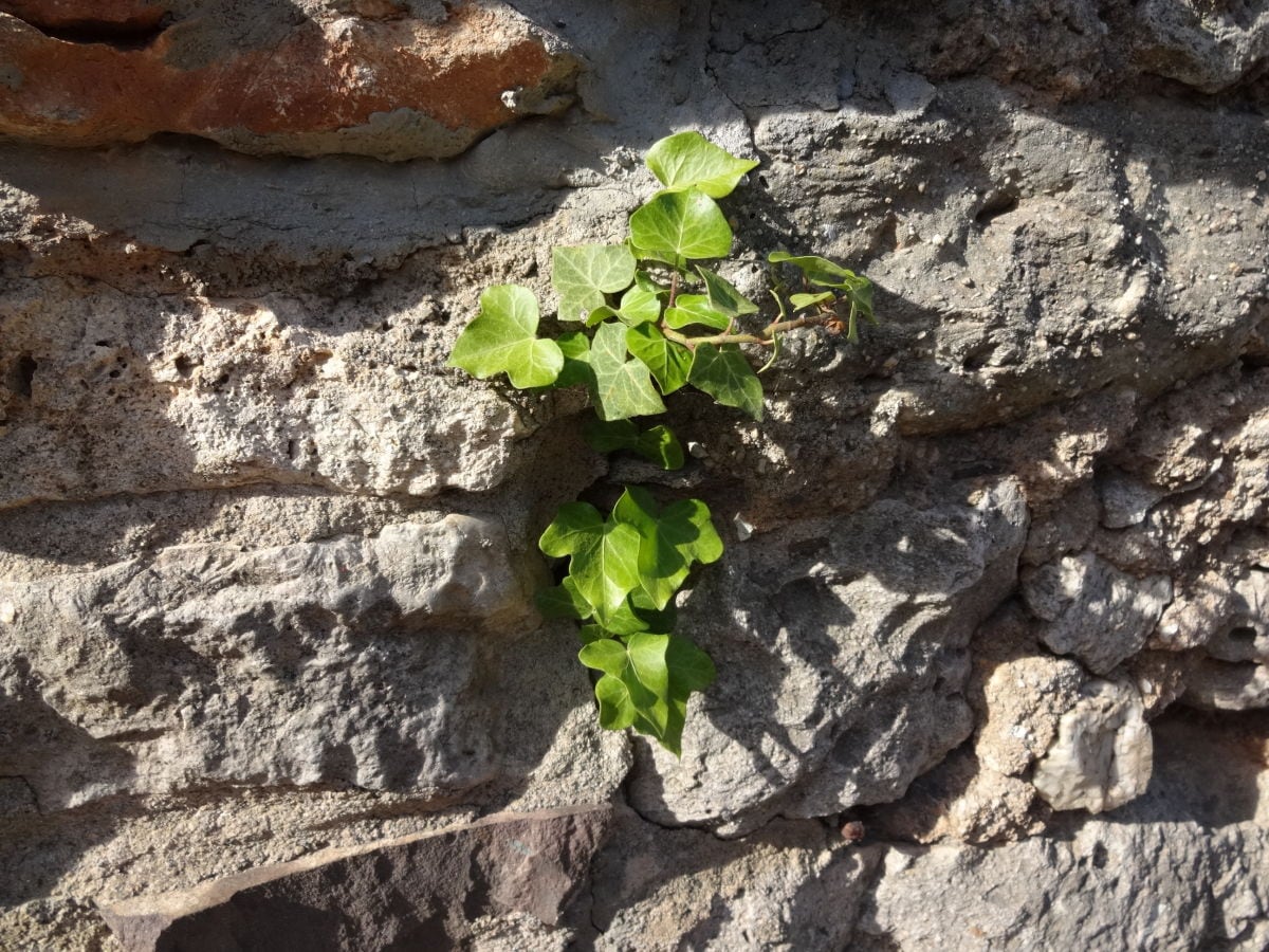 Pflanze in der alten Mauer