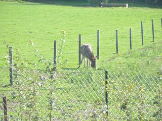 Ferienhaus Doische Außenaufnahme 9