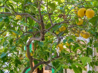 Chalet Alcudia Registrazione all'aperto 10