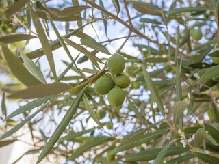 Chalet Son Serra de Marina Ambiente 27