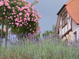 Casa per le vacanze Rinteln Registrazione all'aperto 9