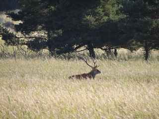 Appartamento per vacanze Prerow Ambiente 23